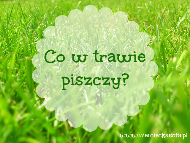 co_w_trawie_piszczy