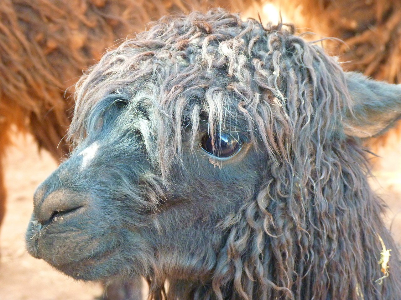alpaca-43407_1280