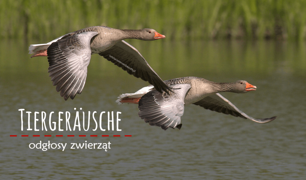Tiergeräusche - odgłosy zwierząt