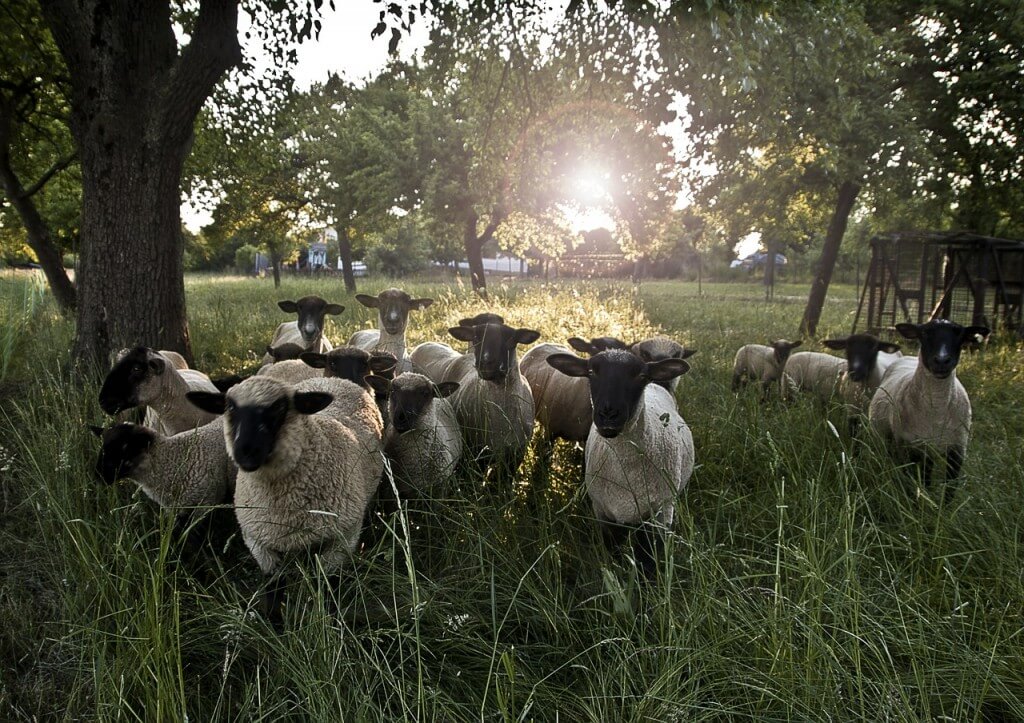 sheep-600246_1280