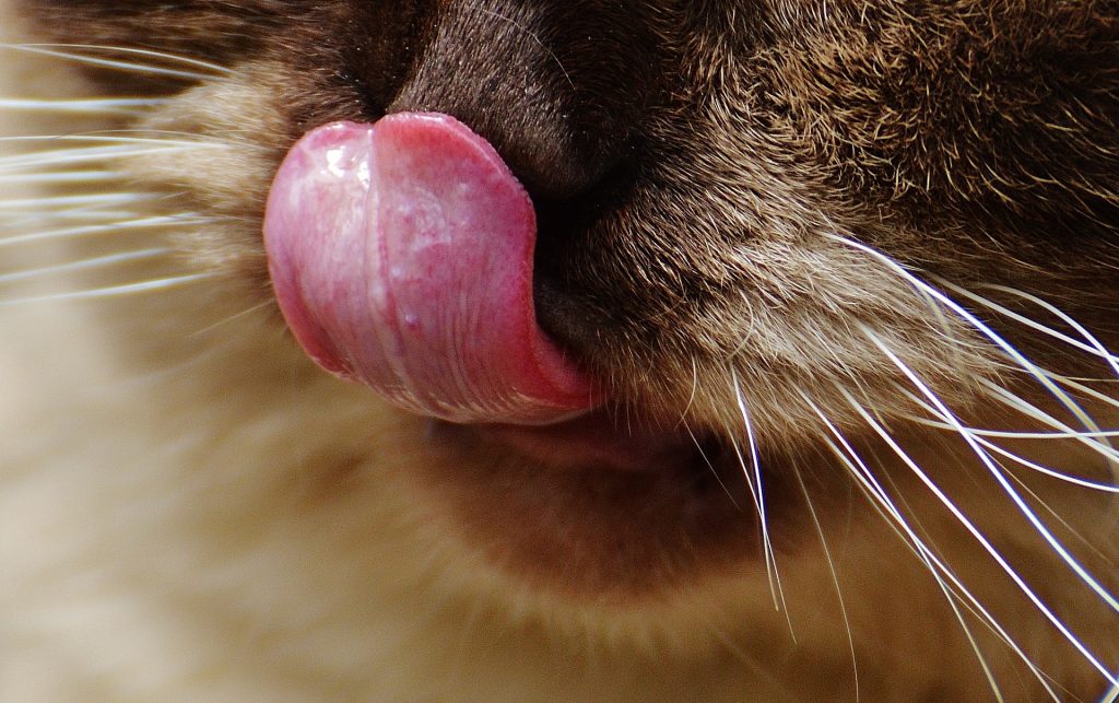 cat-1435598_1920